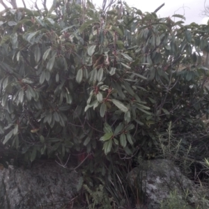 Photinia serratifolia at Cooma, NSW - 13 Aug 2022 03:37 PM