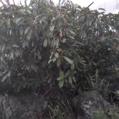 Photinia serratifolia (Chinese Photinia) at Cooma North Ridge Reserve - 13 Aug 2022 by mahargiani
