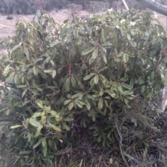 Photinia serratifolia at Cooma, NSW - 13 Aug 2022 03:37 PM