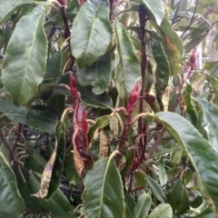 Photinia serratifolia at Cooma, NSW - 13 Aug 2022