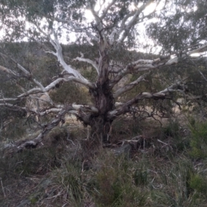 Eucalyptus viminalis at Cooma, NSW - 13 Aug 2022