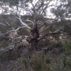 Eucalyptus viminalis (Ribbon Gum) at Cooma, NSW - 13 Aug 2022 by mahargiani