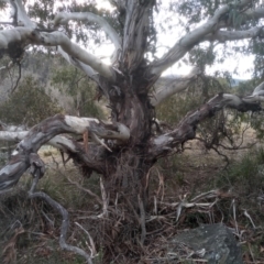 Eucalyptus viminalis at Cooma North Ridge Reserve - 13 Aug 2022