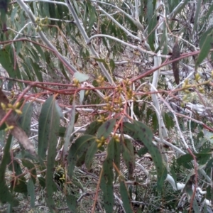 Eucalyptus viminalis at Cooma North Ridge Reserve - 13 Aug 2022