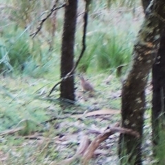 Turnix varius (Painted Buttonquail) at Aranda Bushland - 30 Jul 2022 by CathB