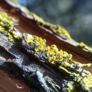 Lichen - crustose at Cooma, NSW - 13 Aug 2022