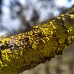 Lichen - crustose at Cooma, NSW - 13 Aug 2022