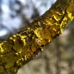 Lichen - crustose at Cooma, NSW - 13 Aug 2022