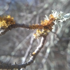 Teloschistes sp. (genus) (A lichen) at Cooma, NSW - 13 Aug 2022 by mahargiani