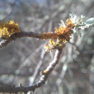 Teloschistes sp. (genus) (A lichen) at Cooma, NSW - 13 Aug 2022 by mahargiani