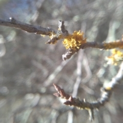 Teloschistes sp. (genus) at Cooma, NSW - 13 Aug 2022 04:27 PM