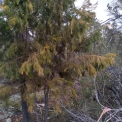 Exocarpos cupressiformis (Cherry Ballart) at Cooma North Ridge Reserve - 13 Aug 2022 by mahargiani