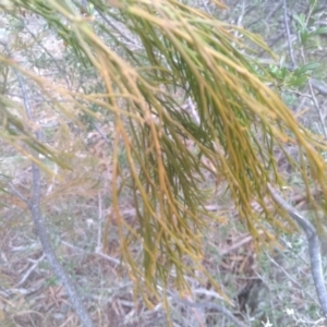 Exocarpos cupressiformis at Cooma, NSW - 13 Aug 2022