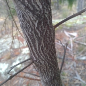 Exocarpos cupressiformis at Cooma, NSW - 13 Aug 2022 05:01 PM