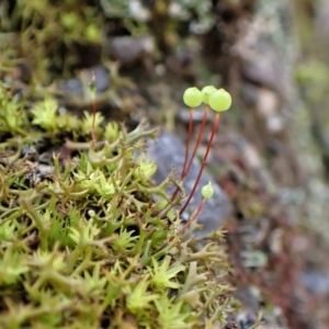 Unidentified Moss / Liverwort / Hornwort (TBC) at suppressed by CathB