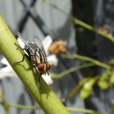 Unidentified Bristle Fly (Tachinidae) at McKellar, ACT - 19 Mar 2022 by Birdy