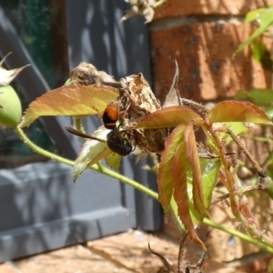 Eumeninae (subfamily) at McKellar, ACT - 19 Mar 2022