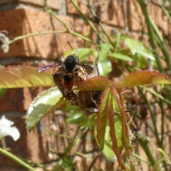 Eumeninae (subfamily) at McKellar, ACT - 19 Mar 2022