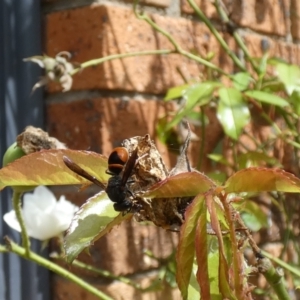 Eumeninae (subfamily) at McKellar, ACT - 19 Mar 2022