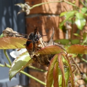 Eumeninae (subfamily) at McKellar, ACT - 19 Mar 2022