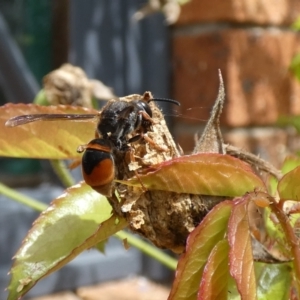 Eumeninae (subfamily) at McKellar, ACT - 19 Mar 2022