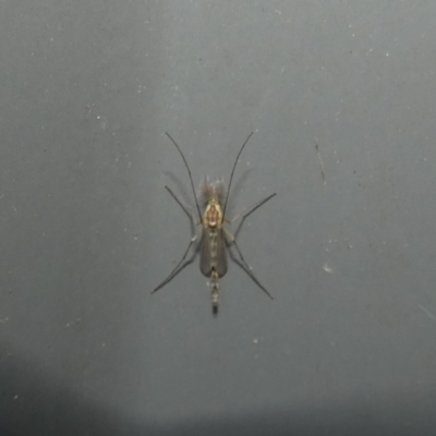 Chironomidae (family) (Non-biting Midge) at McKellar, ACT - 2 Aug 2022 by Amata