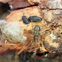 Clubionidae (family) at Aranda, ACT - 6 Aug 2022 03:55 PM