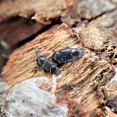 Nitidulidae sp. (family) (Sap beetle) at Aranda, ACT - 6 Aug 2022 by CathB