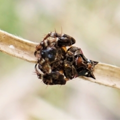 Arkys alticephala at Molonglo Valley, ACT - 23 Jul 2022