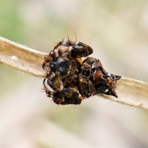 Arkys alticephala at Molonglo Valley, ACT - 23 Jul 2022 02:04 PM