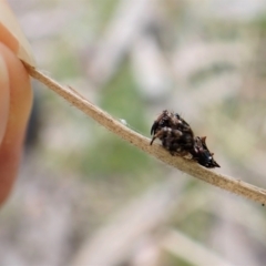 Arkys alticephala at Molonglo Valley, ACT - 23 Jul 2022