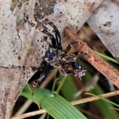 Arkys alticephala at Molonglo Valley, ACT - 23 Jul 2022