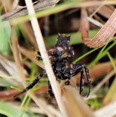 Arkys alticephala at Molonglo Valley, ACT - 23 Jul 2022