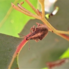 Gonipterus scutellatus (Eucalyptus snout beetle, gum tree weevil) at Aranda Bushland - 18 Jul 2022 by CathB
