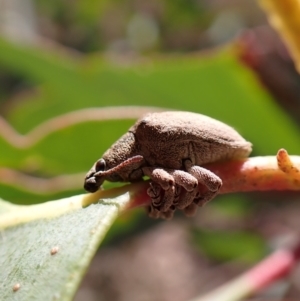 Gonipterus scutellatus at Aranda, ACT - 18 Jul 2022