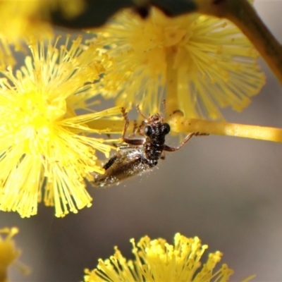Lemidia subaenea (Clerid beetle) at Aranda Bushland - 18 Jul 2022 by CathB