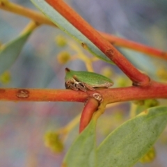 Sextius virescens (Acacia horned treehopper) at Aranda Bushland - 22 Jun 2022 by CathB