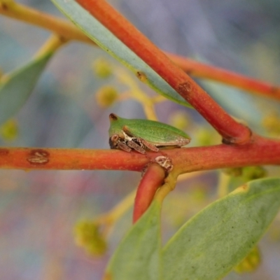 Sextius virescens (Acacia horned treehopper) at Molonglo Valley, ACT - 22 Jun 2022 by CathB