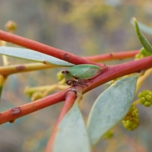 Sextius virescens at Molonglo Valley, ACT - 22 Jun 2022