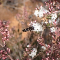 Melangyna sp. (genus) (Hover Fly) at Aranda, ACT - 23 Jul 2022 by CathB
