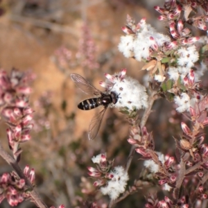 Melangyna sp. (genus) at Aranda, ACT - 23 Jul 2022