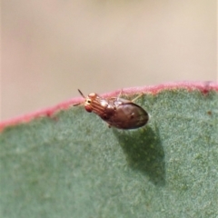 Steganopsis melanogaster (A lauxaniid fly) at Aranda, ACT - 23 Jul 2022 by CathB