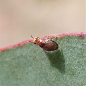 Steganopsis melanogaster at Aranda, ACT - 23 Jul 2022