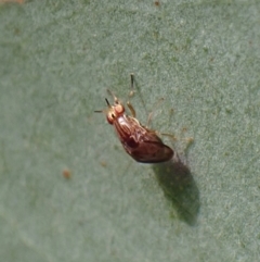 Steganopsis melanogaster at Aranda, ACT - 23 Jul 2022