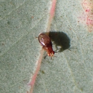 Steganopsis melanogaster at Aranda, ACT - 23 Jul 2022