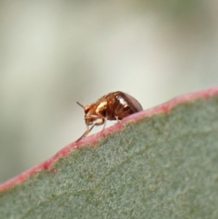 Steganopsis melanogaster at Aranda, ACT - 23 Jul 2022