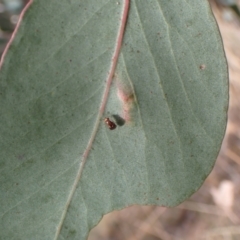 Steganopsis melanogaster at Aranda, ACT - 23 Jul 2022 03:05 PM