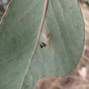 Steganopsis melanogaster at Aranda, ACT - 23 Jul 2022