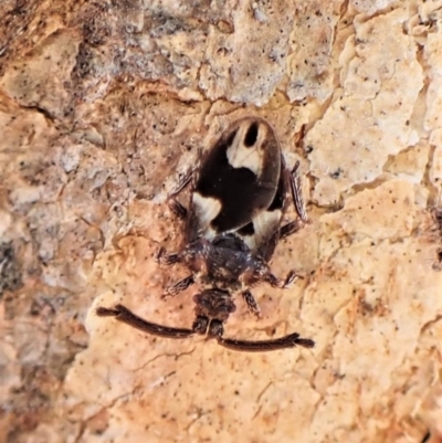 Aradellus cygnalis (An assassin bug) at Cook, ACT - 24 Jul 2022 by CathB