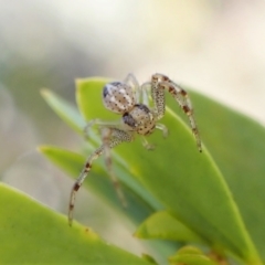 Australomisidia sp. (genus) (Flower spider) at Point 4598 - 30 Jul 2022 by CathB